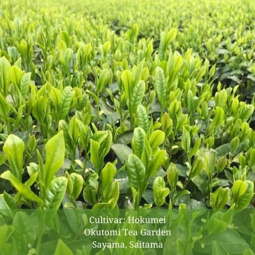 Withered Sencha Green Tea - #03 Hokumei, Single Cultivar by Okutomi Tea Garden - yunomi-jp.pro