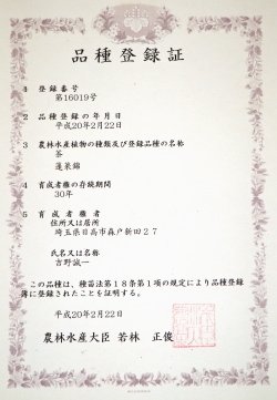 Yoshino Tea Garden: Horai Kincha Single Cultivar Sayama Golden Sencha Green Tea 蓬莱錦茶 - yunomi-jp.pro