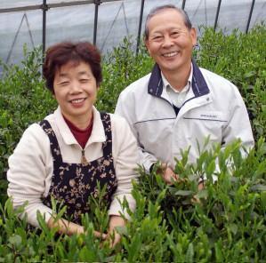 Yoshino Tea Garden: Horai Kincha Single Cultivar Sayama Golden Sencha Green Tea 蓬莱錦茶 - yunomi-jp.pro