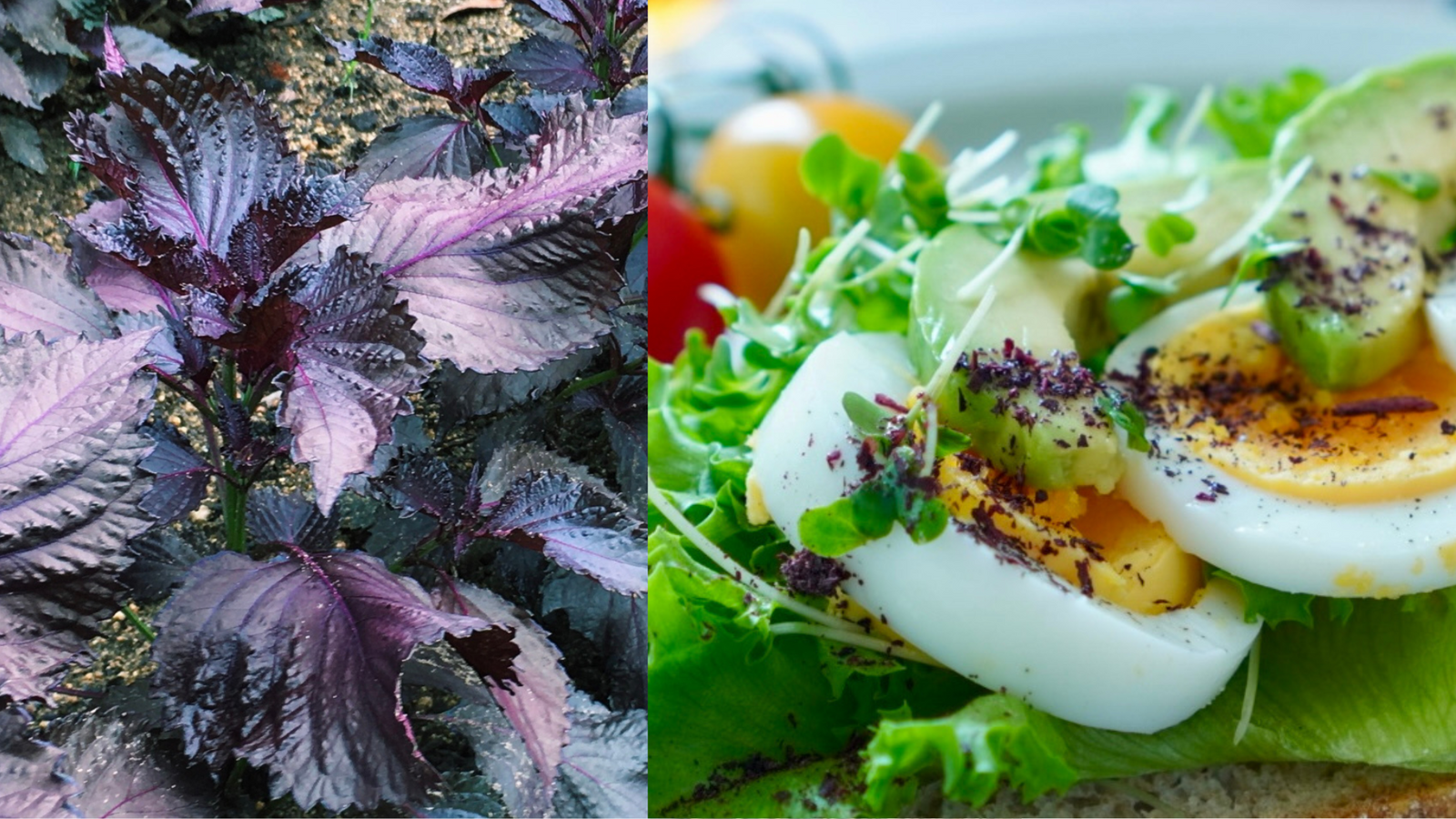 What is Red Shiso (Perilla) and How to Enjoy it