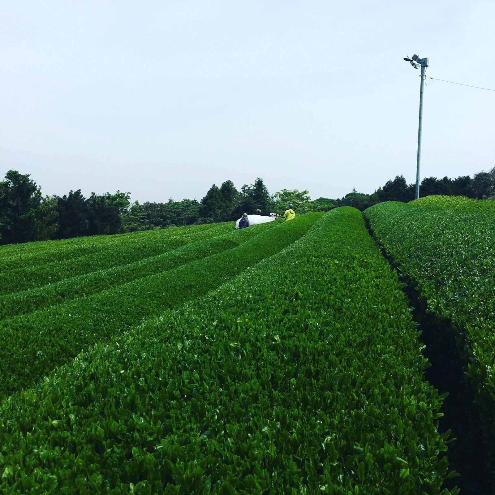 50 Major Tea Production Areas in Japan - An Evolving Project - yunomi-jp.pro