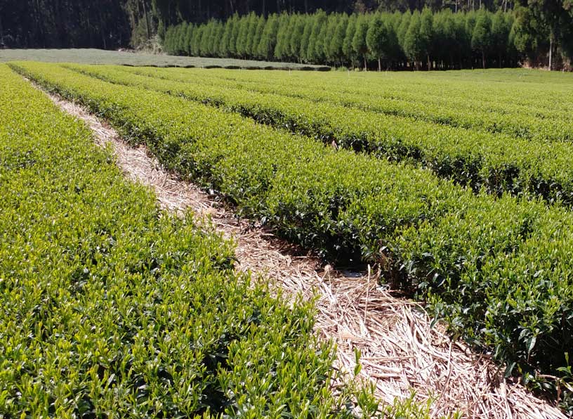 A Taste of Kagoshima Tea - yunomi-jp.pro