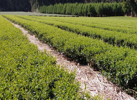 A Taste of Kagoshima Tea - yunomi-jp.pro