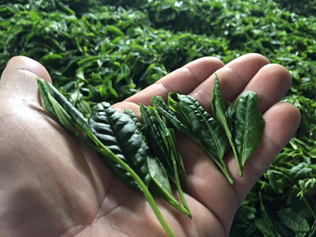 Befriending Japanese Tea Cultivars - yunomi-jp.pro