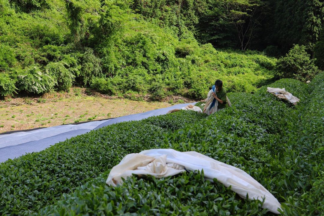 Birthplace of Japanese Green Tea - Ujitawara - yunomi-jp.pro