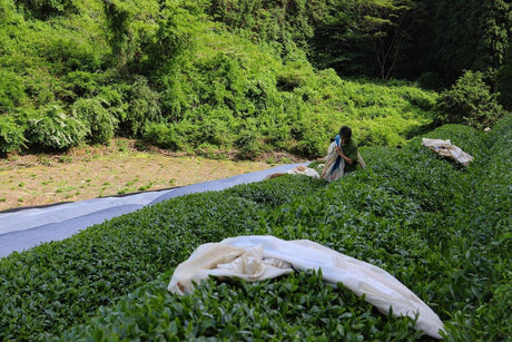 Birthplace of Japanese Green Tea - Ujitawara - yunomi-jp.pro