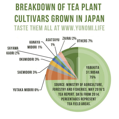 Breakdown of tea plant cultivars most commonly grown in Japan - yunomi-jp.pro
