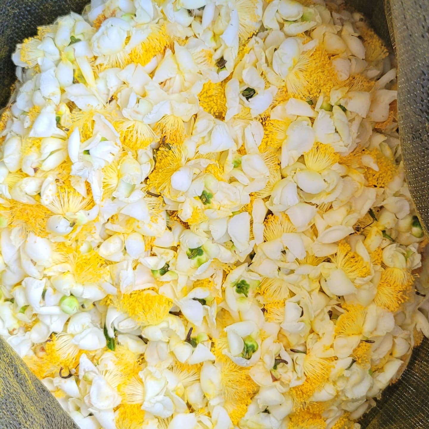 Chabana - The Flowers of Tea Plants - yunomi-jp.pro