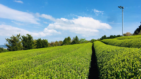 Climate Change and Tea Chemistry - yunomi-jp.pro