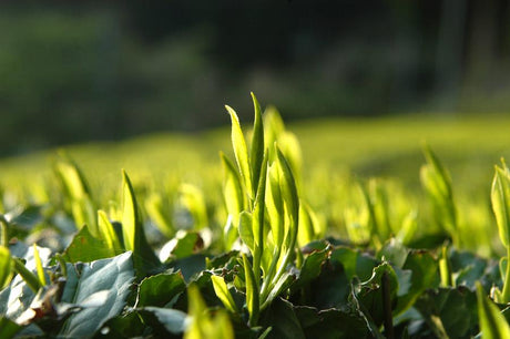 Does the Best Gyokuro Come from Yame? - yunomi-jp.pro