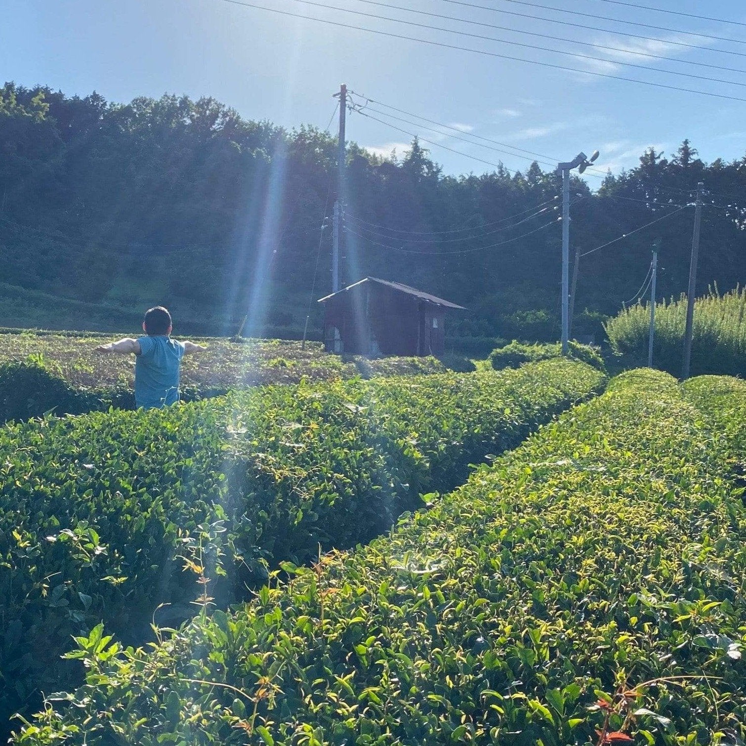 Explore the Japanese Concept of Ma (間) through Online Yunomi Yoga! - yunomi-jp.pro