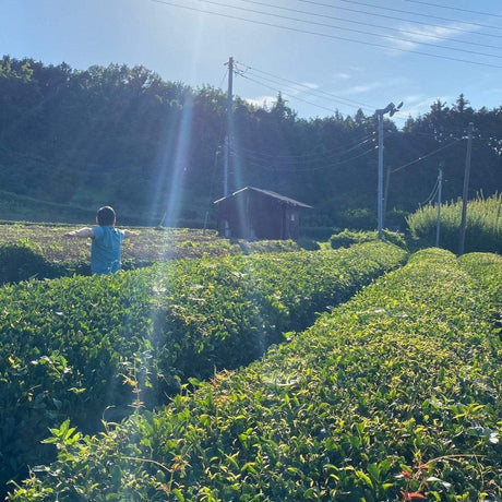 Explore the Japanese Concept of Ma (間) through Online Yunomi Yoga! - yunomi-jp.pro