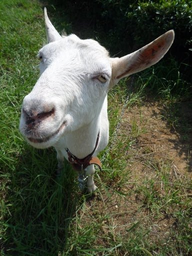 Get to Know Your Tea Farmer: Tarui Tea Farms - yunomi-jp.pro