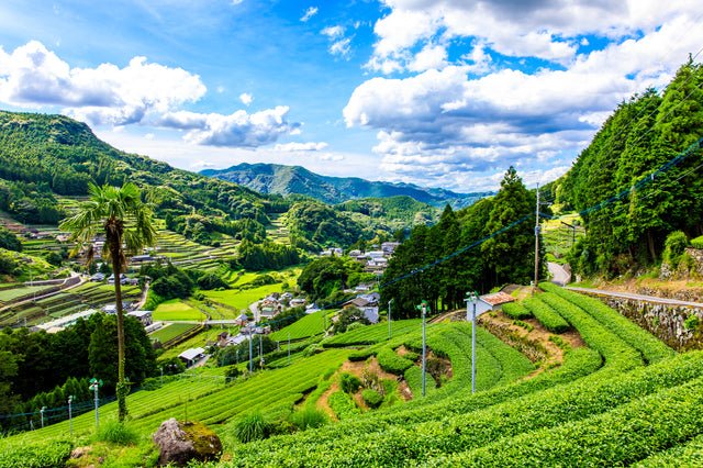 History Notes Along with Your Cup of Ureshino Tea - yunomi-jp.pro