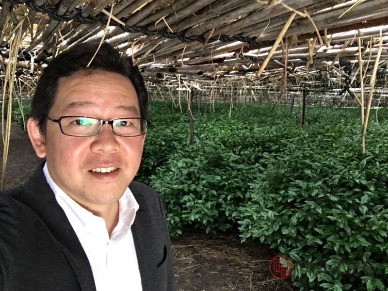 How does shading affect the type and quality of tea? – yunomi-jp.pro