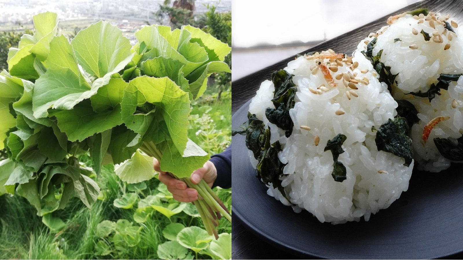 How to Forage and Cook Sansai (山菜) in Spring in Japan - yunomi-jp.pro