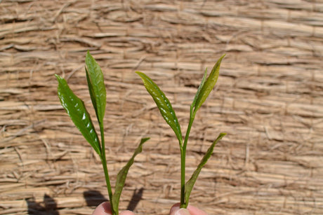 Celebrating 50,000 orders!