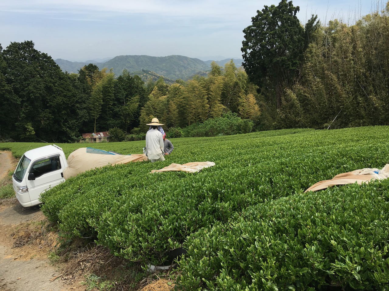 Japanese tea production in 2020 dropped a dramatic 15% - yunomi-jp.pro