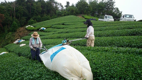 Japan's tea production volume and area - yunomi-jp.pro