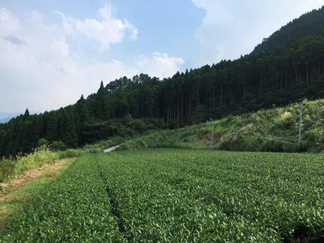 Key statistics about Japanese tea agriculture - yunomi-jp.pro