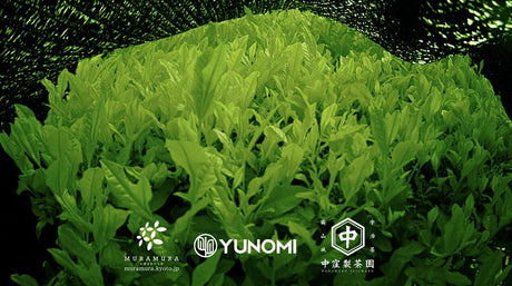 One month time lapse video documenting the growth of spring first flush tea leaves - yunomi-jp.pro