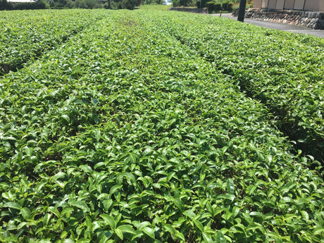 Pesticide Residues in Japanese tea - government regulations, positive list system - yunomi-jp.pro