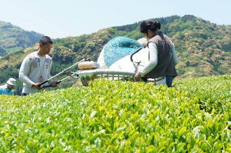 Recommended Videos About Tea in Shizuoka - yunomi-jp.pro