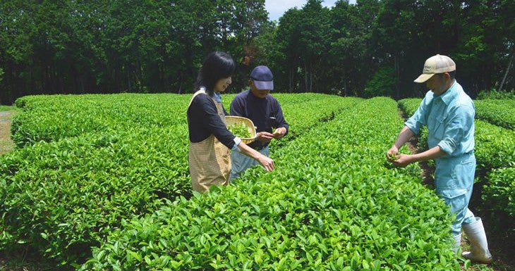 Tea picking events throughout Japan - yunomi-jp.pro