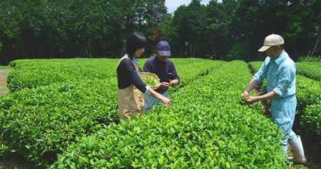 Tea picking events throughout Japan - yunomi-jp.pro