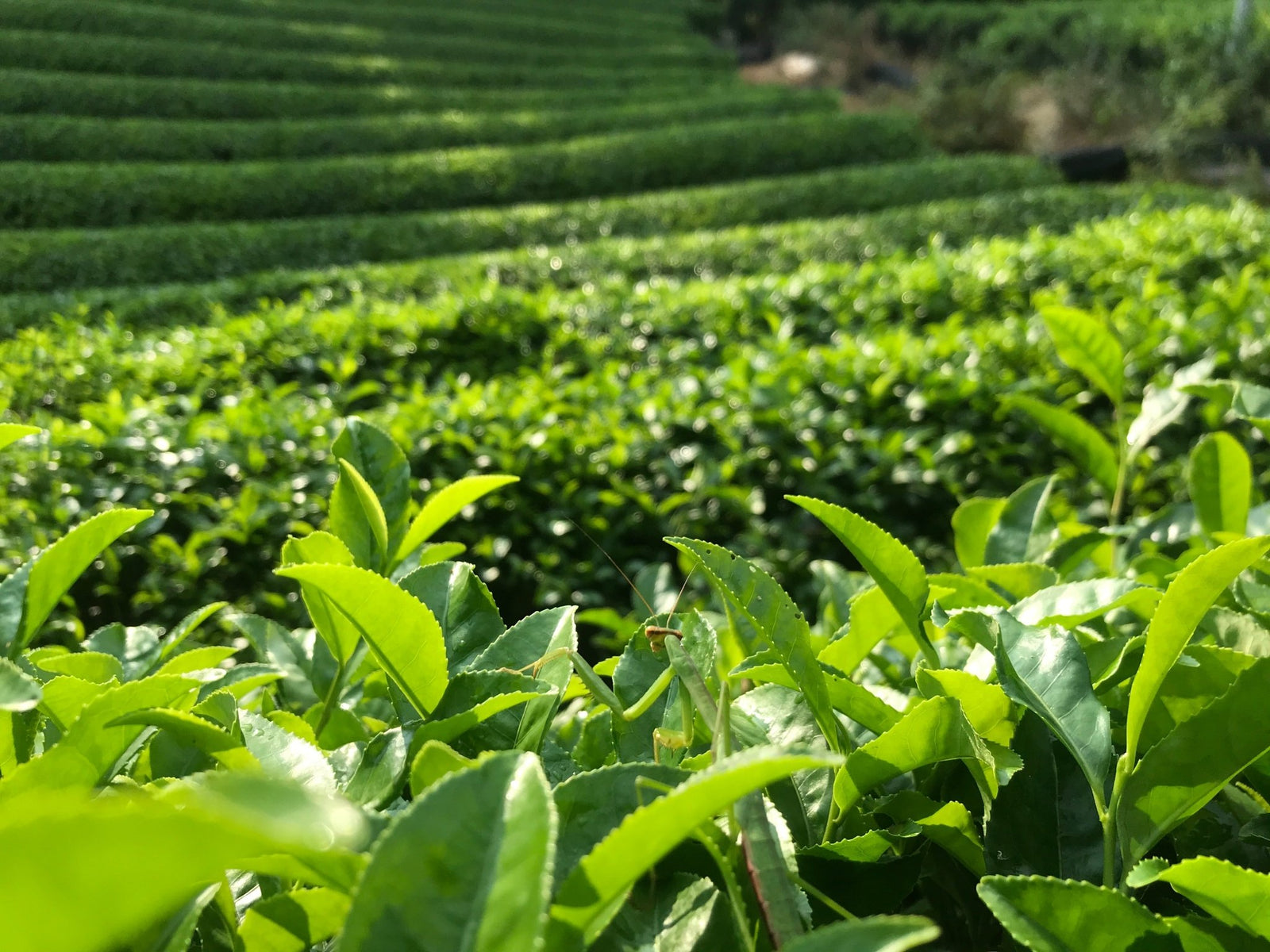 Teatopia, Wazuka - yunomi-jp.pro