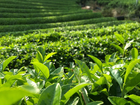 Teatopia, Wazuka - yunomi-jp.pro