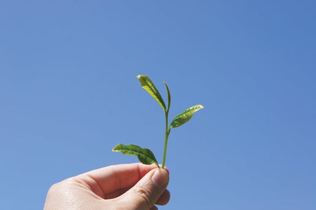 The Chatsumi Song, celebrating the spring flush of tea leaves (video) - yunomi-jp.pro