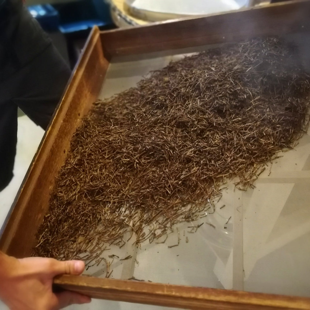 The Hojicha Project has started! – yunomi-jp.pro