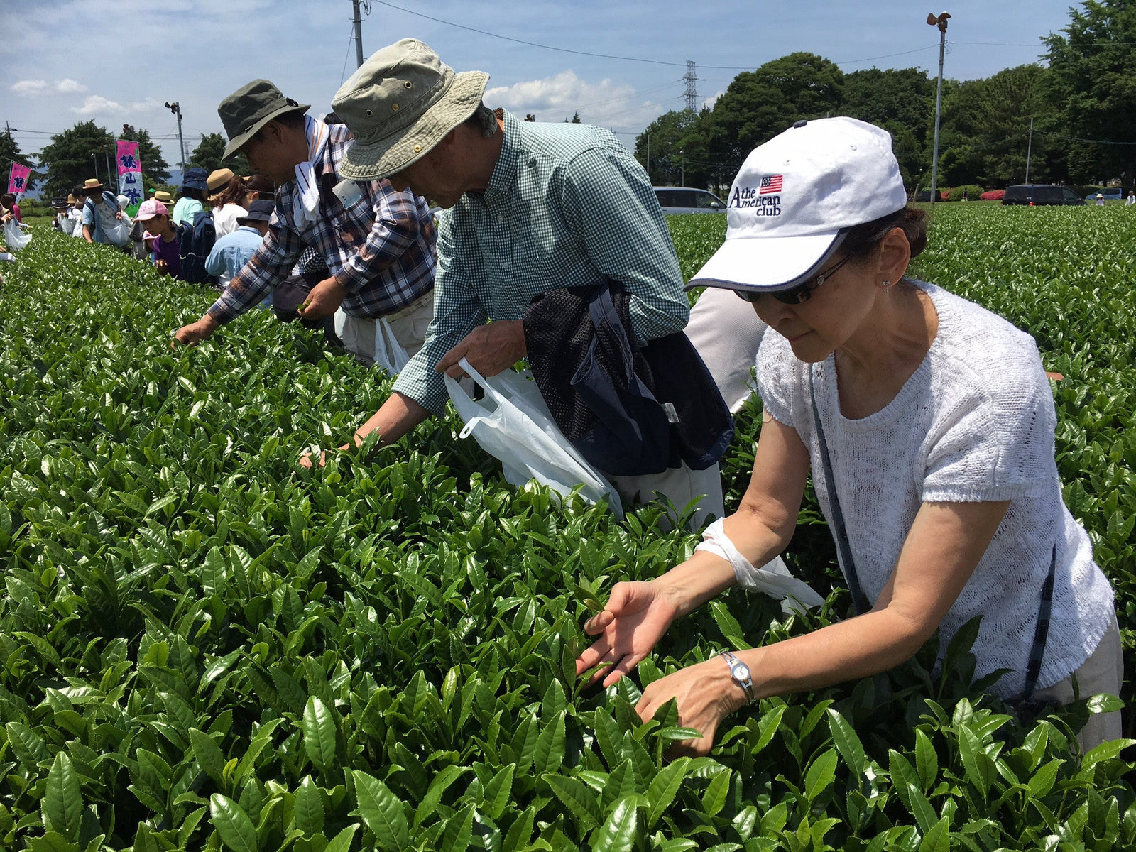 The Sayama Tea-Picking Experience - yunomi-jp.pro