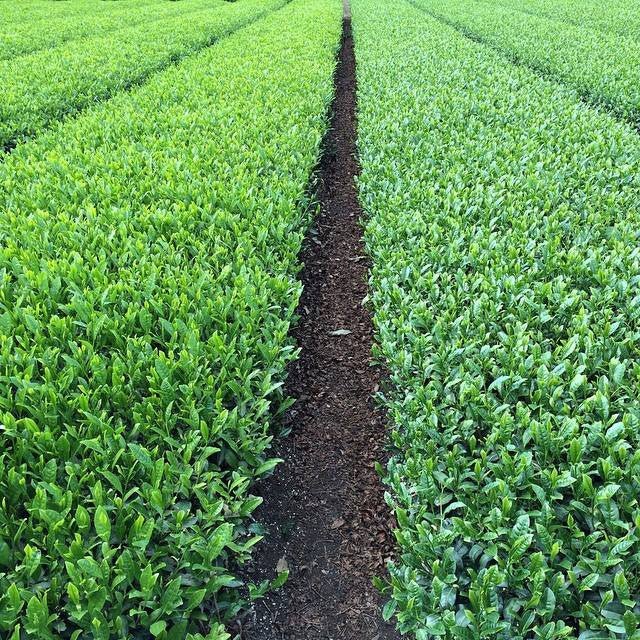 What are cultivars? - yunomi-jp.pro