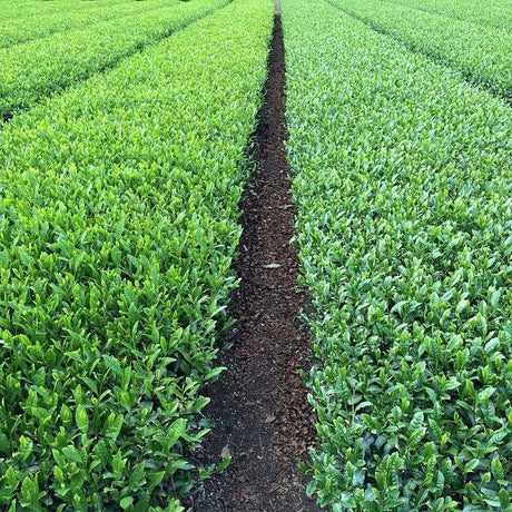 What are cultivars? - yunomi-jp.pro