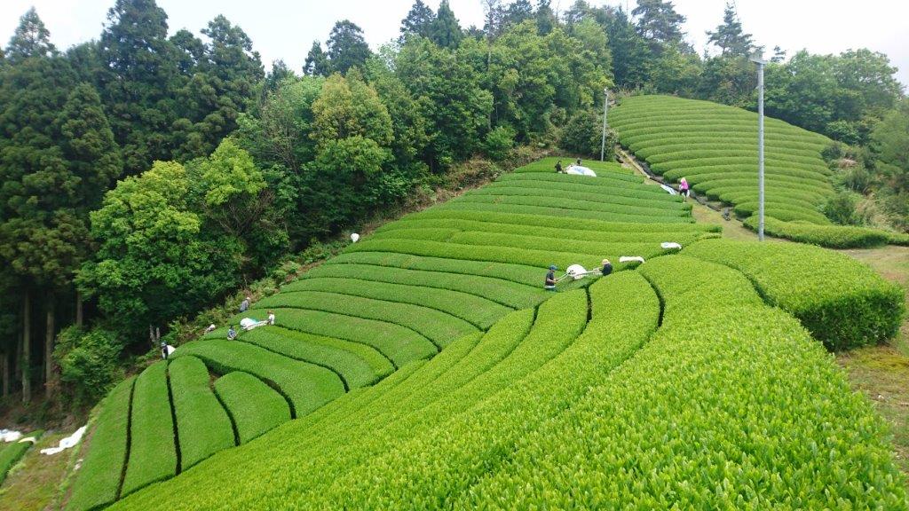 What regulations are involved in importing organic tea from Japan? - yunomi-jp.pro