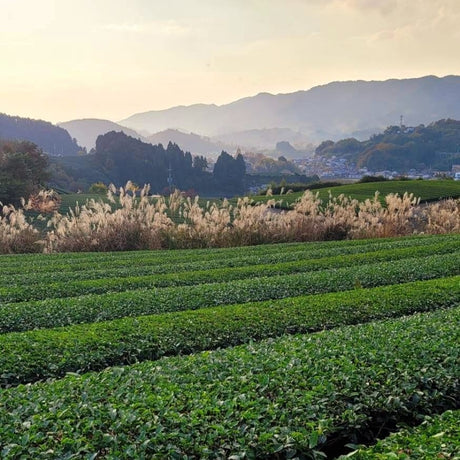 What's so special about mountain-grown Japanese tea? - yunomi-jp.pro