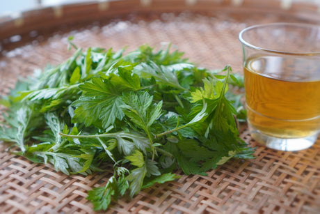 What's Yomogi (Japanese mugwort)? The History as Food and Herbal Medicine - yunomi-jp.pro