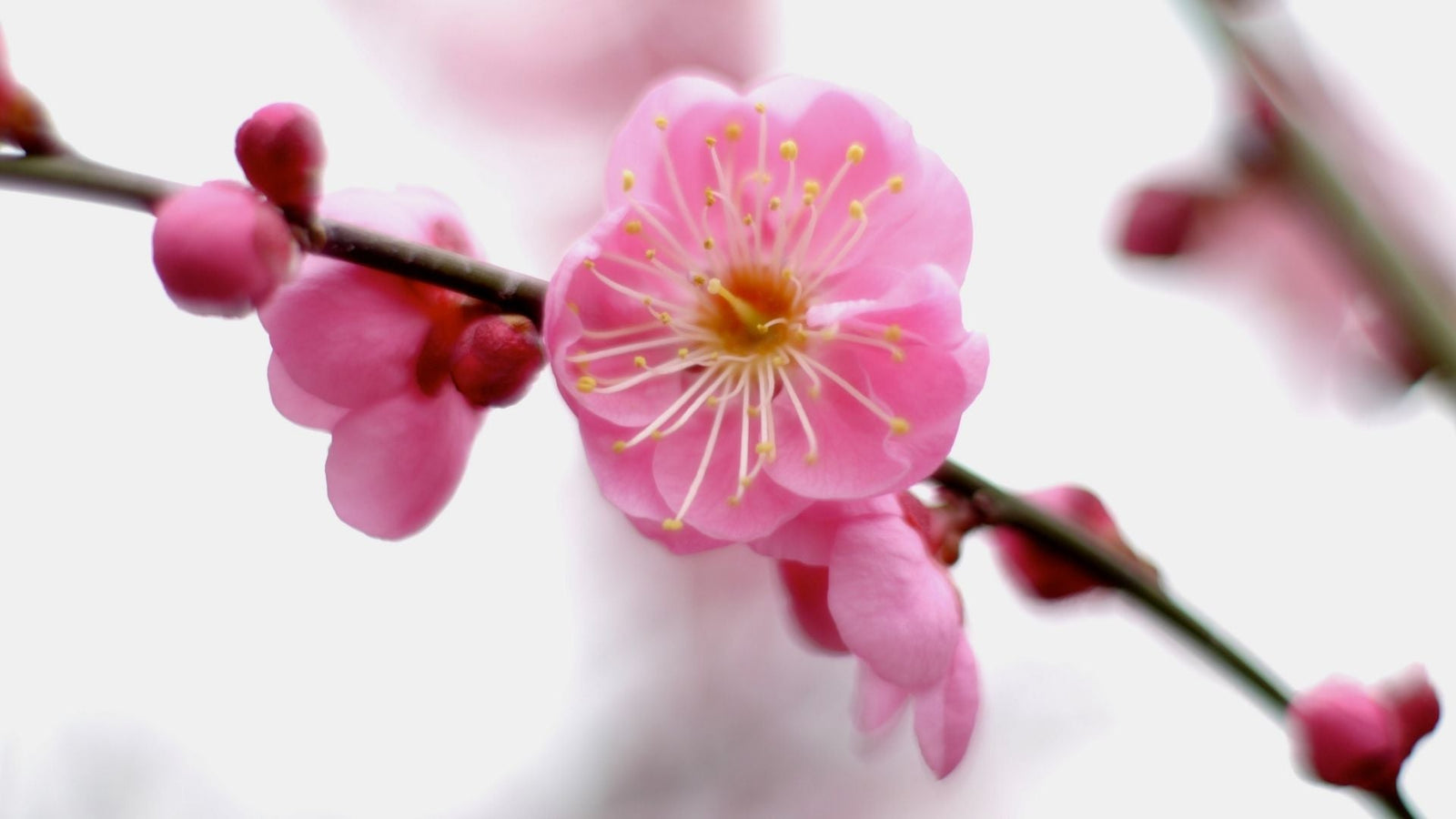 Winter's End Giveaway Shipping Promo - yunomi-jp.pro