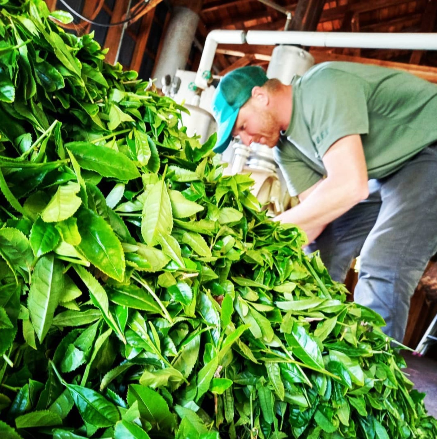 Yancha: Interview with Yancy Lever an American Tea Farmer - yunomi-jp.pro
