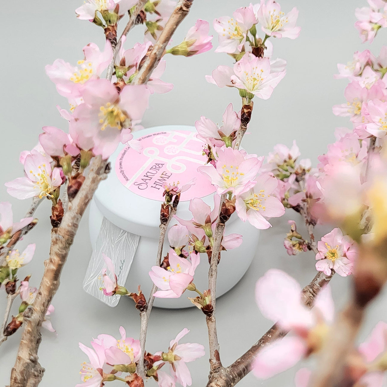 sakura matsuri sakura collection