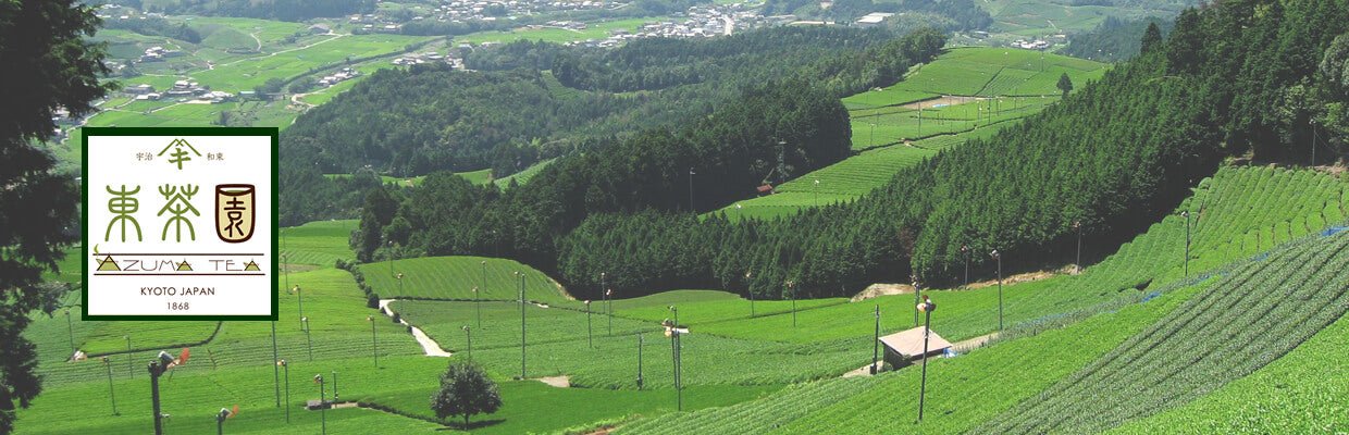 Azuma Tea Garden - yunomi-jp.pro