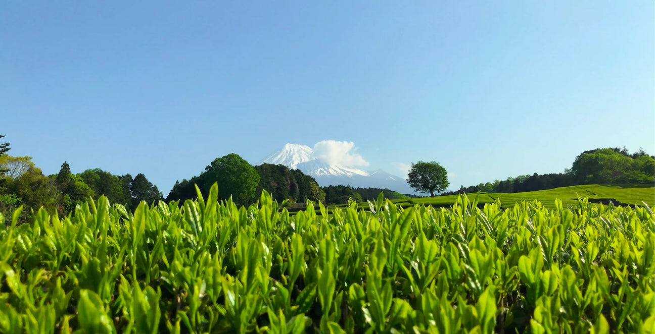 Shincha 2026 - Japanese First Flush Spring Green Tea