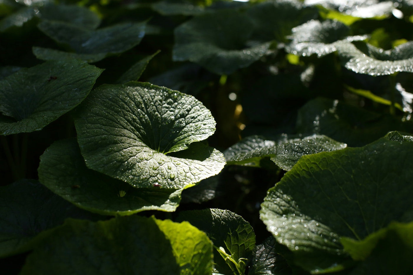 Kameya Foods - yunomi-jp.pro