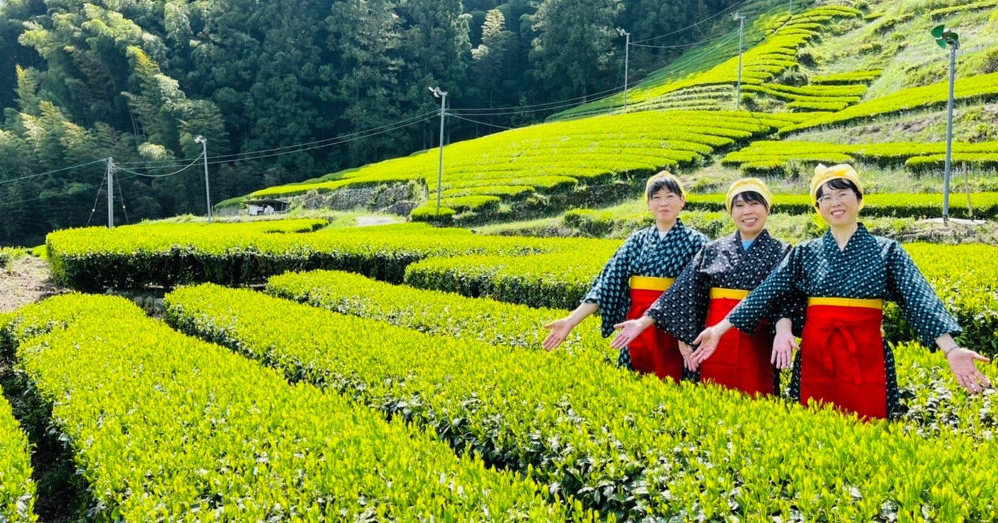 Kiyosawa Tea Gardens - yunomi-jp.pro