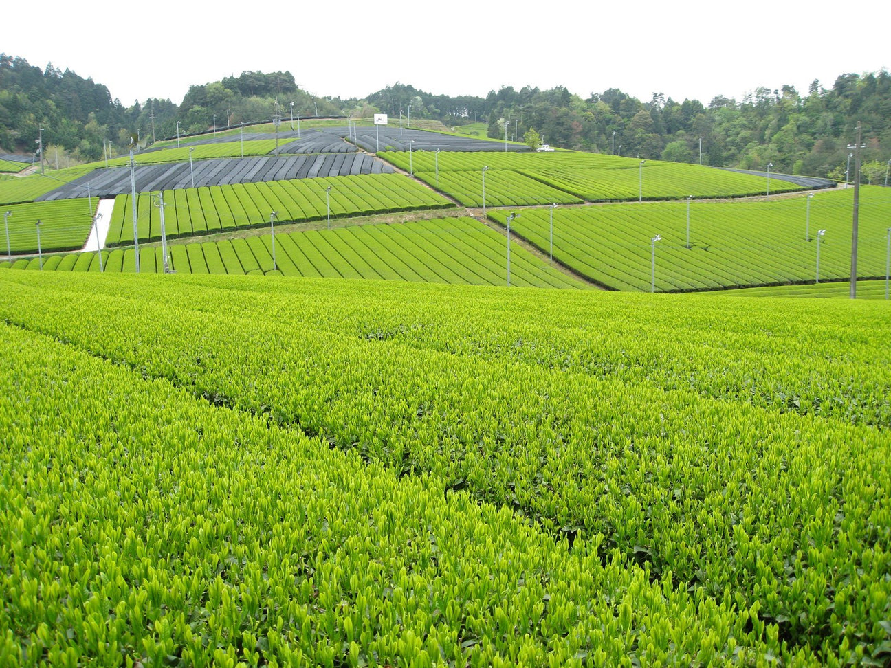 Kyoto Tea Agricultural Cooperative - yunomi-jp.pro