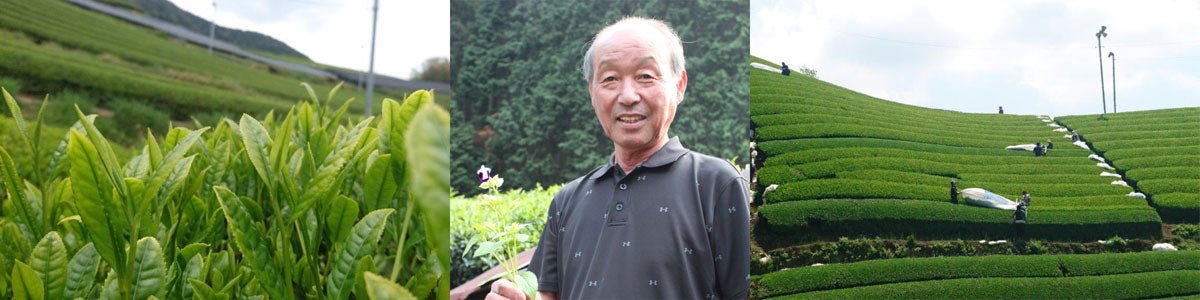 Nakai Tea Farm - yunomi-jp.pro