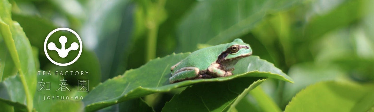 Ogura Tea Garden - yunomi-jp.pro