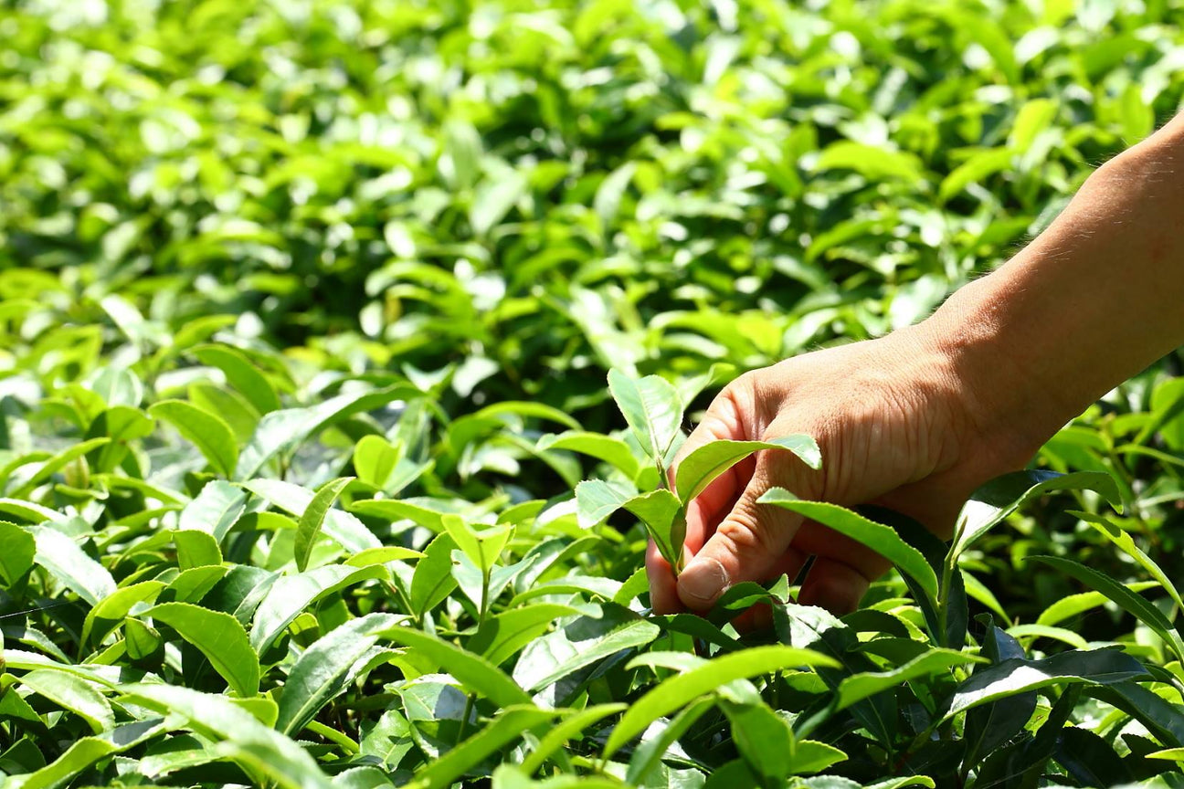 Oguri Tea Farms - yunomi-jp.pro